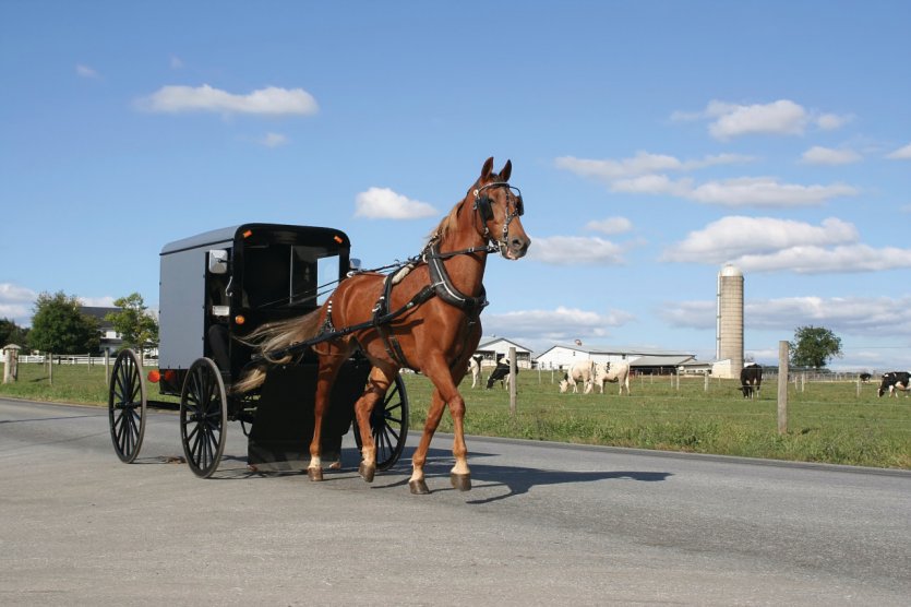 Amish du comté de Lancaster.