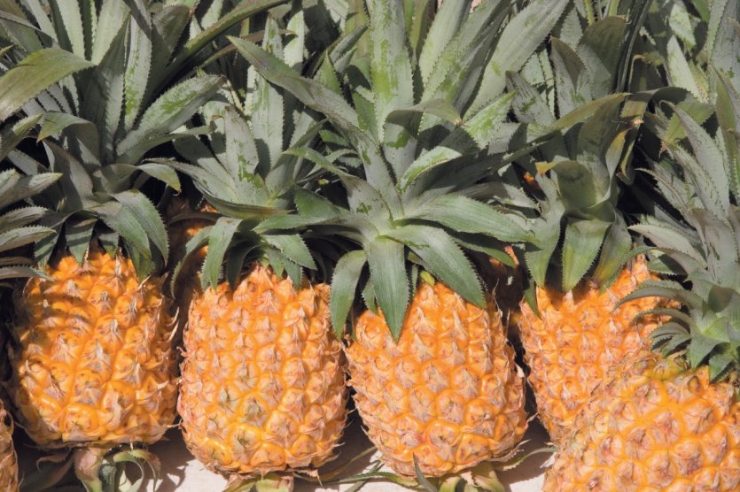 Ananas Victoria, le roi des ananas !