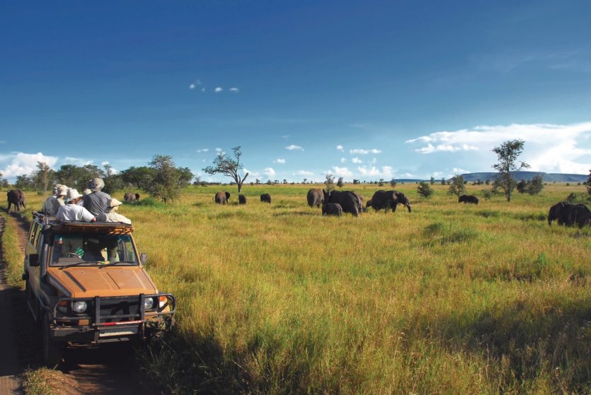 <p>Observation des éléphants dans les plaines du Serengeti</p>