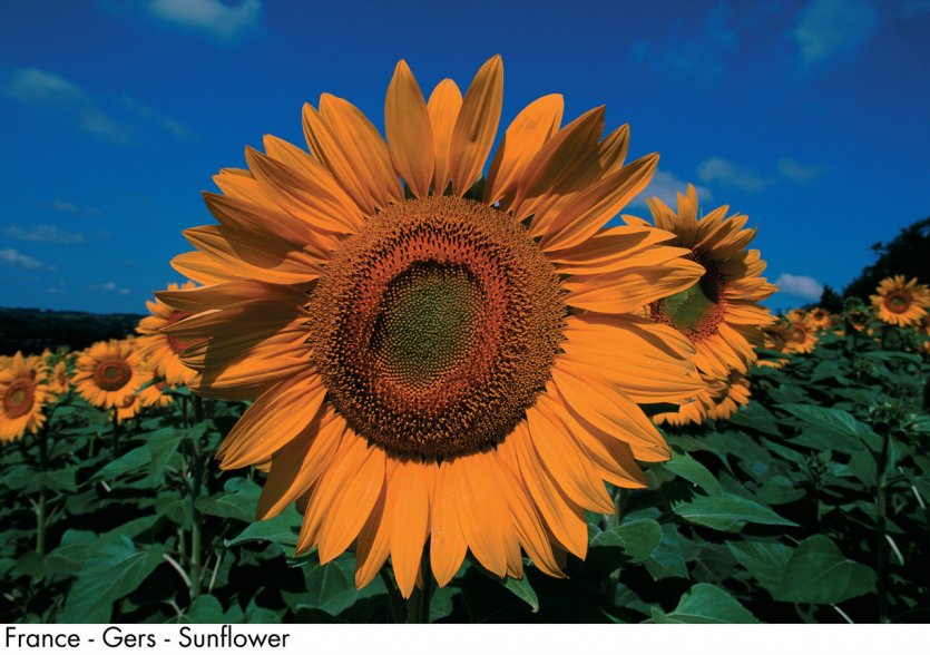 Tournesol