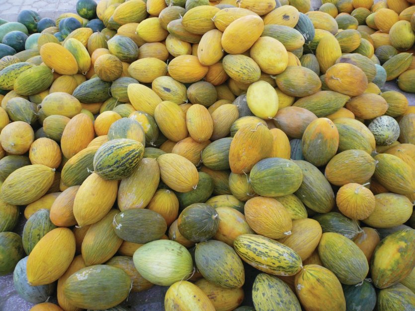 Melons de Mazar-e-Charif.