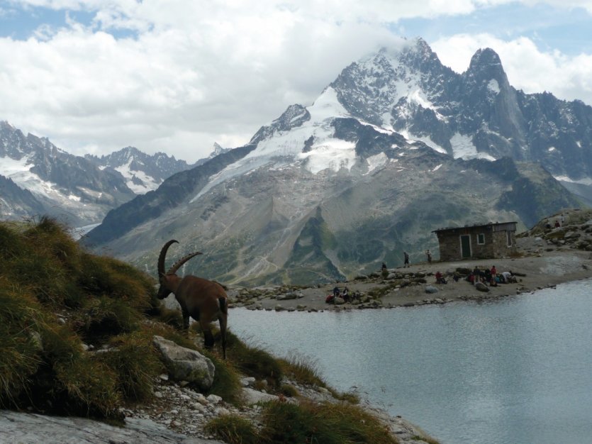 Le bouquetin des Alpes est protégé depuis 1981.