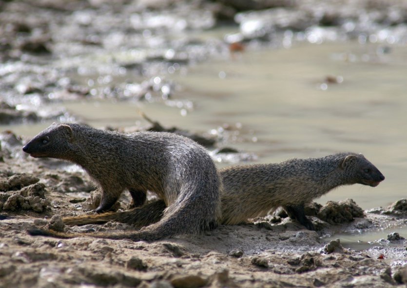 Mangoustes dans le Parc National de Zakouma.