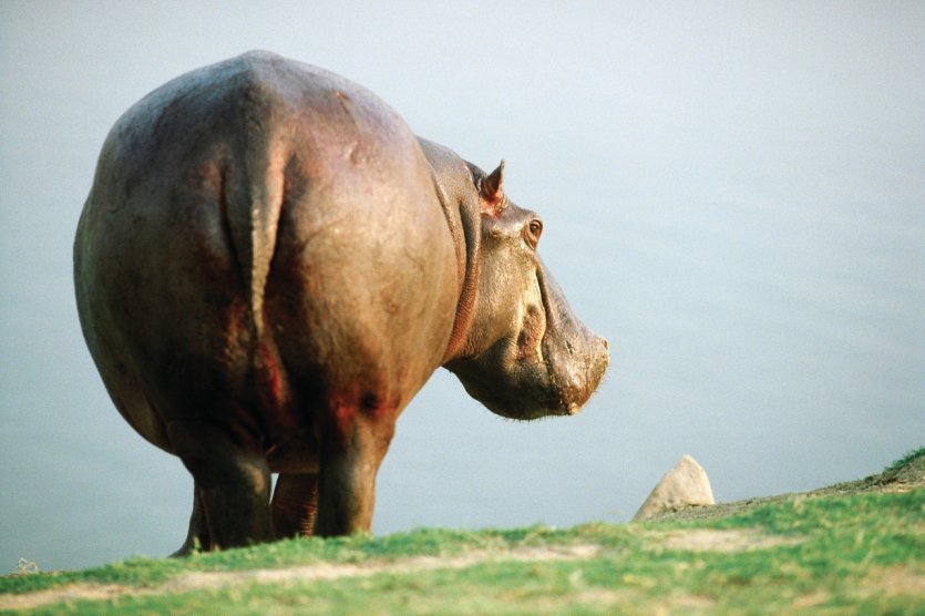 Hipopotame sur les rives de la rivière Bénoué.