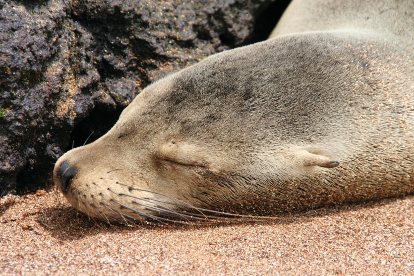 Otarie rêvant aux riches fonds marins des Galápagos.