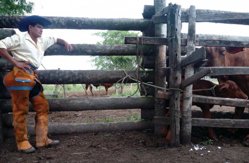 Vaquero après la traite des vaches.