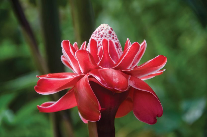 <p>Rose de porcelaine.</p>