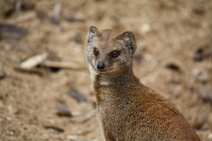 Mangouste du parc animalier de la citadelle de Besançon