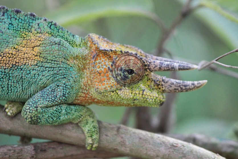 Caméléon.