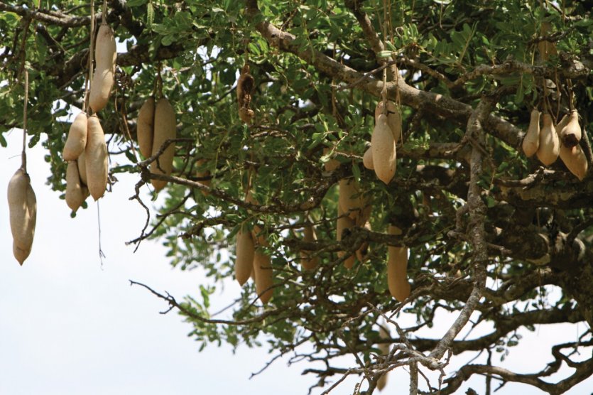 <p>Parc National du Serengeti</p>