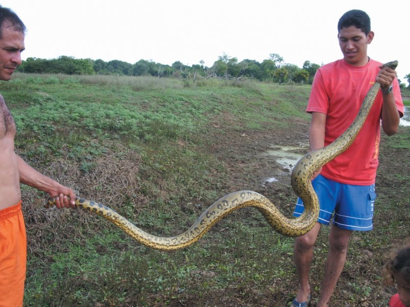 L'anaconda, puissant contorsionniste des plaines !