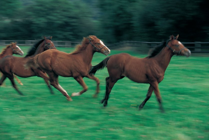 Chevaux dans la prairie au haras de la Louvière