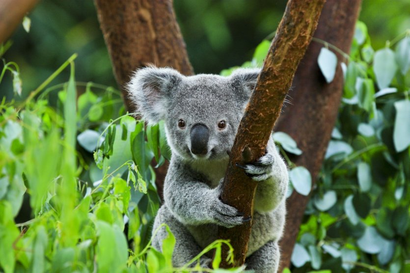 <p>Bébé koala, Australie</p>