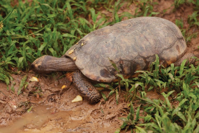 Une tortue.