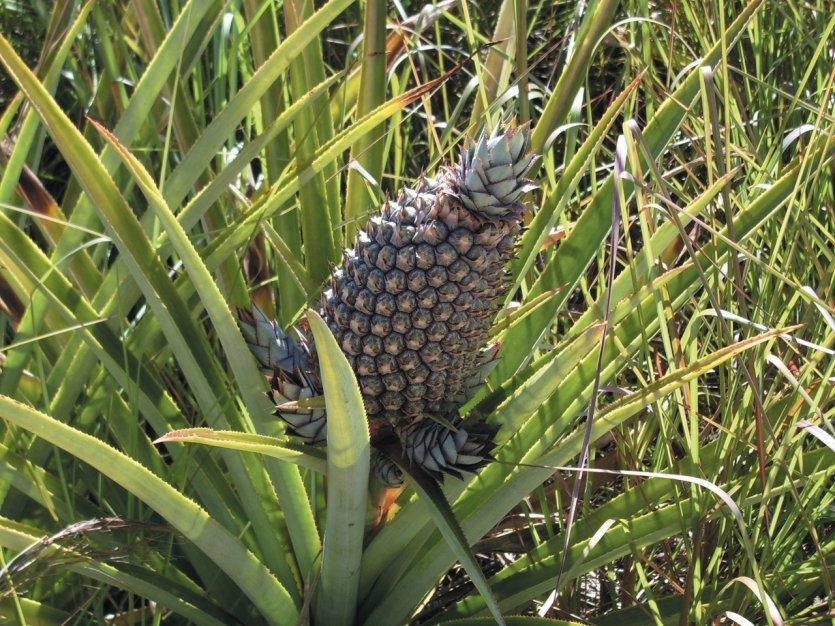 Ananas sauvage d'Amazonie.