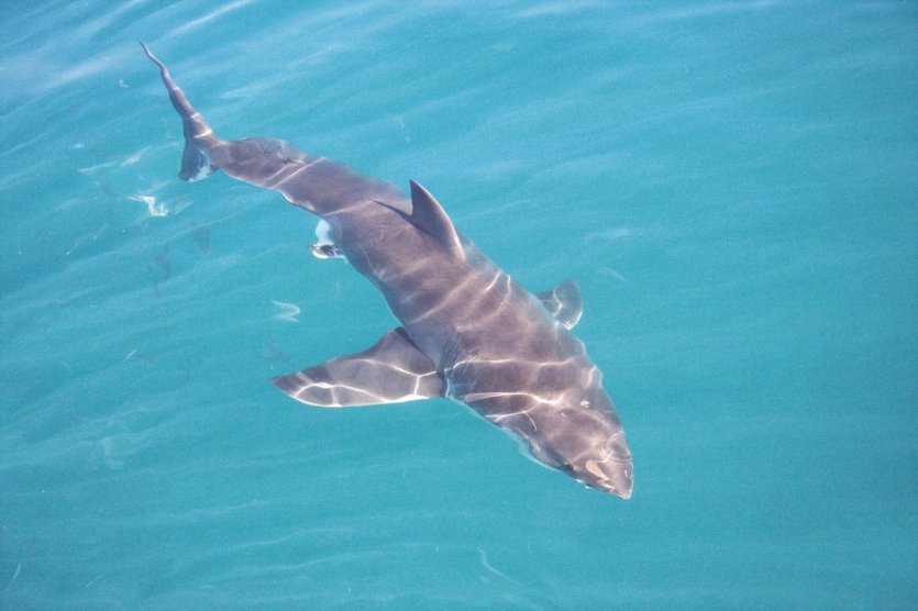 <p>Les grands requins blancs à Walker Bay</p>