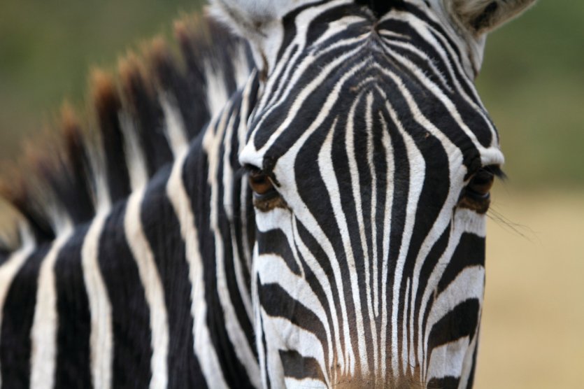 <p>Zèbre dans l'aire de conservation du Ngorongoro</p>