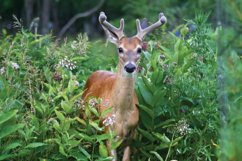 A deer peeks through the bushes at Shenandoah National Park.