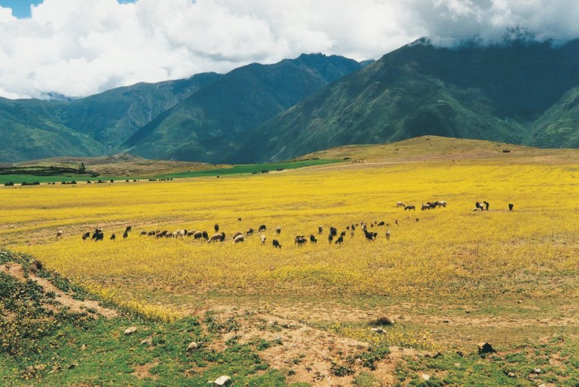 <p>Lamas dans les plaines des hauts plateaux.</p>