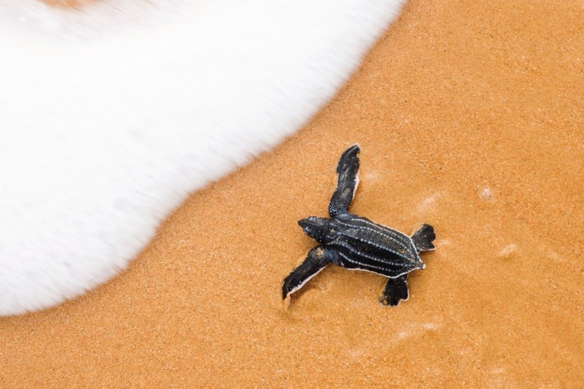<p>Tortue sur la plage de Porto Rico.</p>