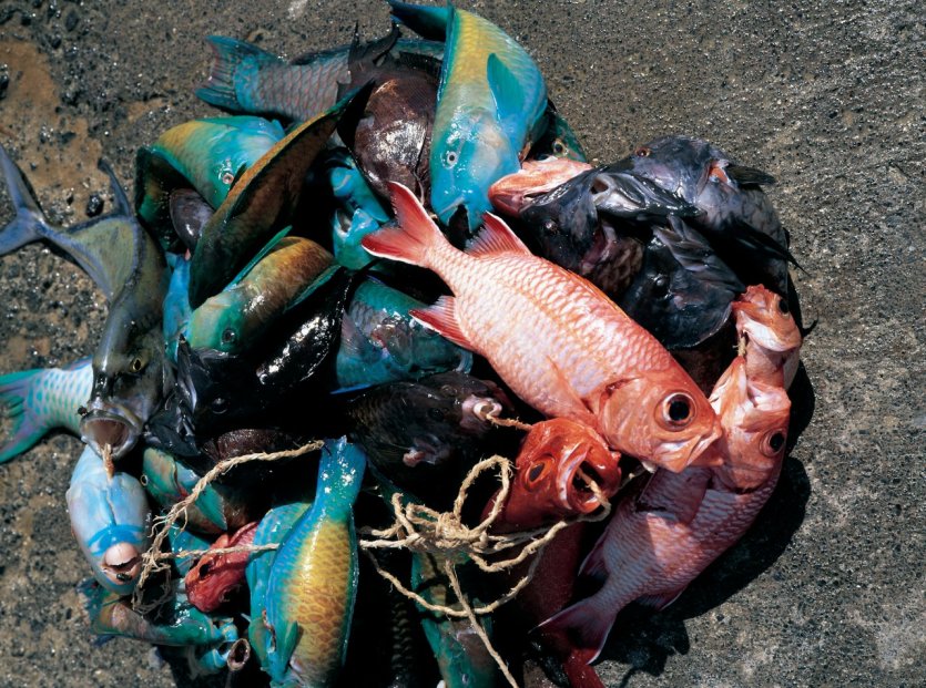 Pêche multicolore