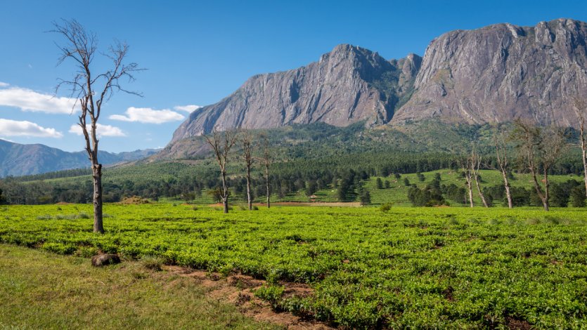 <p>Massif de Mulanje.</p>