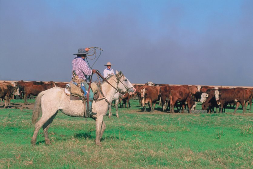Gaucho.