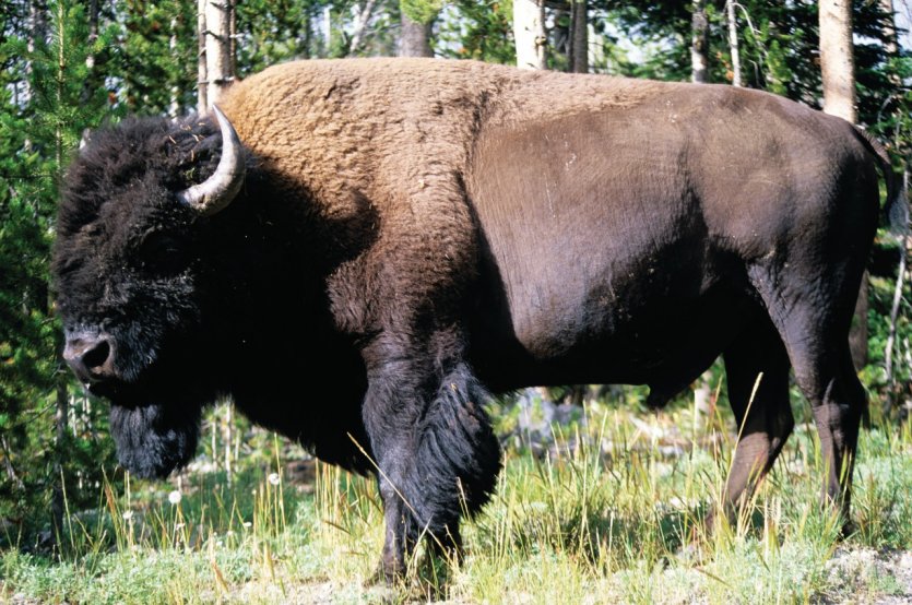 <p>Bison.</p>