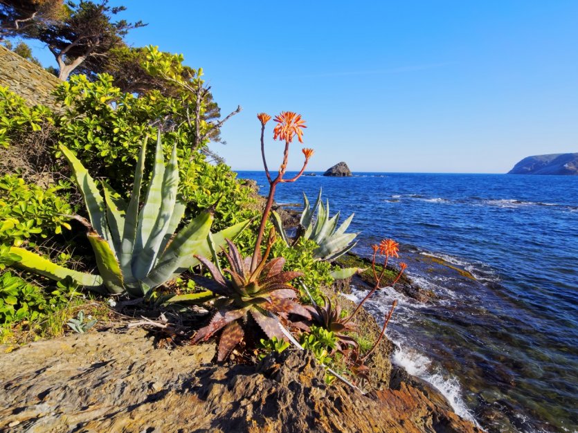 Aloe vera en pleine floraison sur les côtes de la Costa Brava.
