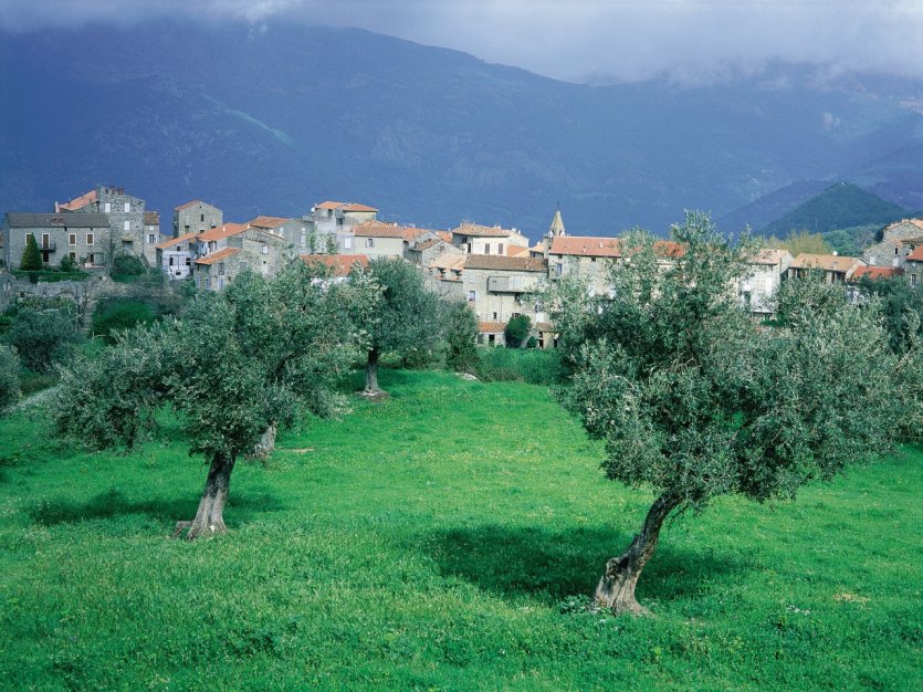Oliviers devant le village de Santa-Lucia-di-Talla