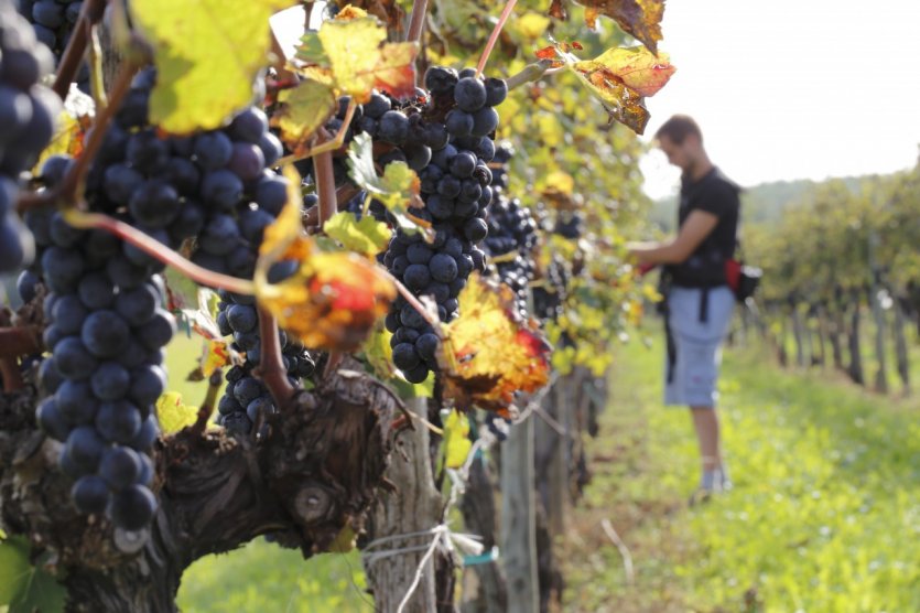 Randonnée dans les vignes