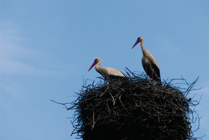 <p>Cigogne du parc national de Lahema.</p>