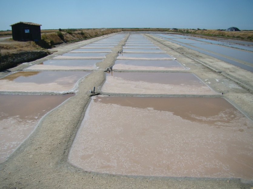 Marais salants de l'île de Ré