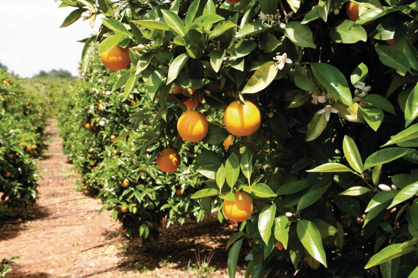 <p>Orangers.</p>