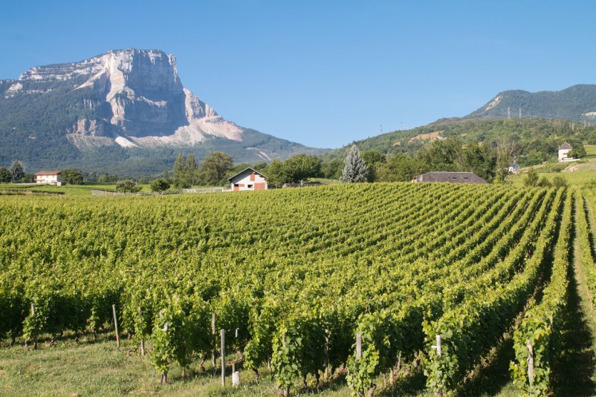 Vignoble d'Apremont et le Mont Granier.