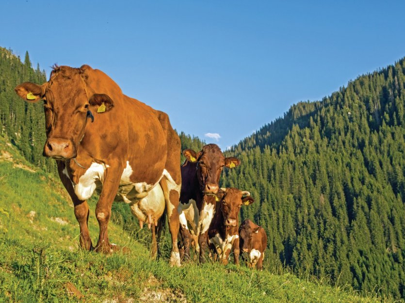 Vaches de race Pinzgauer dans la vallée de Kitzbuhel.