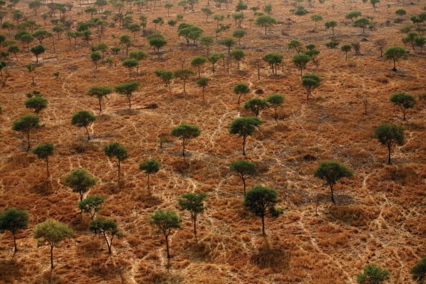 Vue aérienne d'une forêt d'acacias dans le Parc National de Zakouma.