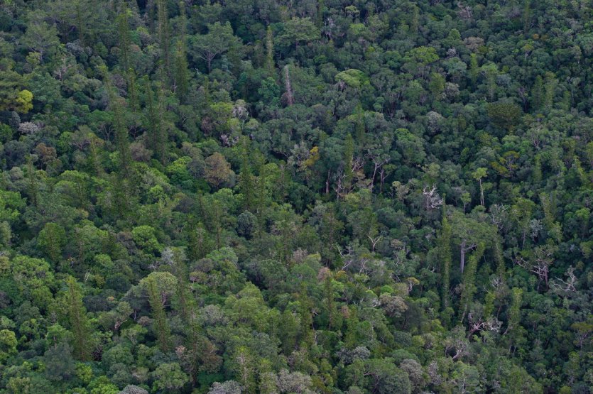 <p>La forêt profonde de Nouvelle-Calédonie.</p>