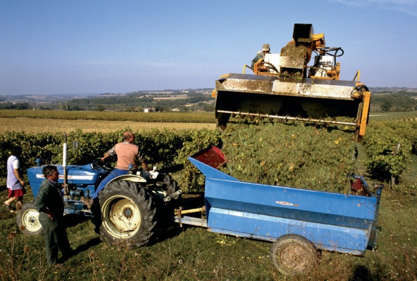 Scène de vendanges