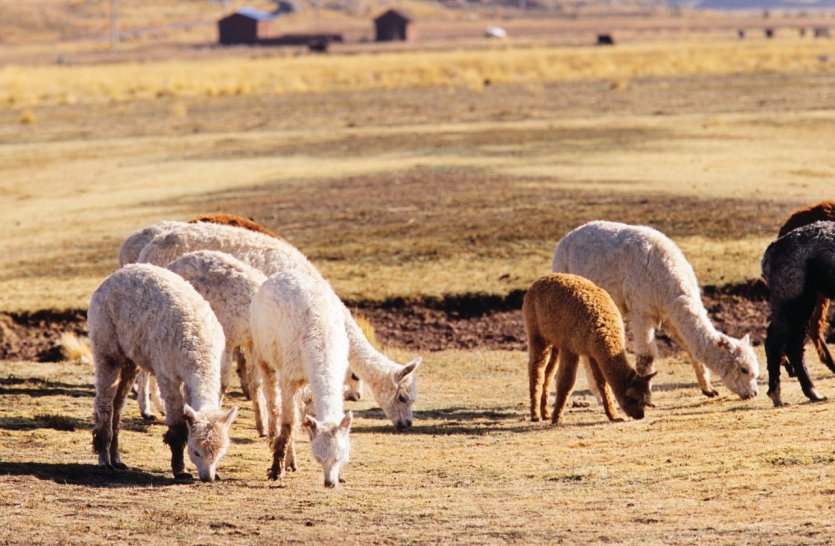 <p>Les alpagas se sont bien acclimatés au climat péruvien.</p>