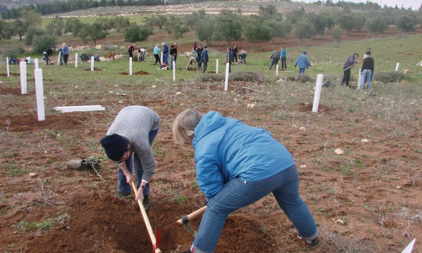 <p>Plantation d'arbres par les membres d'Alternative Tourism Groupe dans un champ palestinien.</p> <p>Plantation d'arbres par les membres d'Alternative Tourism Groupe dans un champ palestinien.</p>