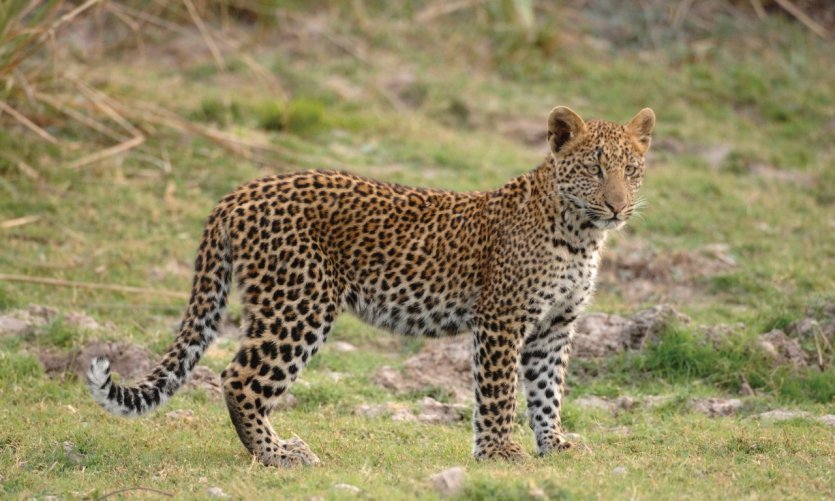 <p>Kafue national park.</p> <p>Kafue national park.</p>