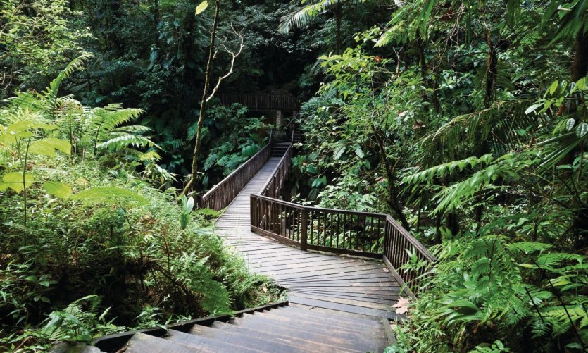 <p>Chemin menant aux chutes du Carbet.</p> <p>Chemin menant aux chutes du Carbet.</p>