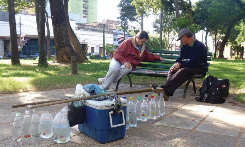 <p>Break and part of chess for the red fish seller on Plaza Uruguaya, Asuncinón.</p> <p>Break and part of chess for the red fish seller on Plaza Uruguaya, Asuncinón.</p>