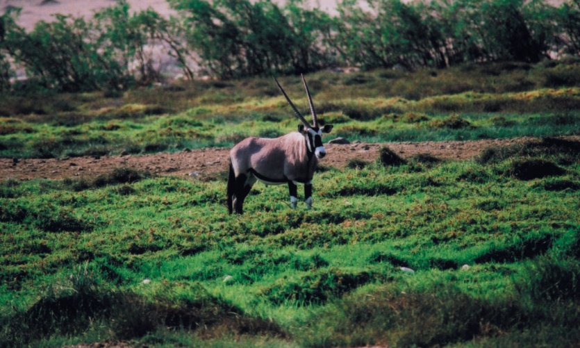 Oryx à Agate Bay. Oryx à Agate Bay.