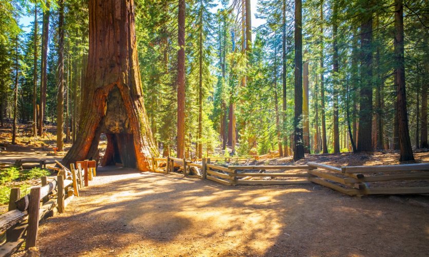 Yosemite National Park. Yosemite National Park.