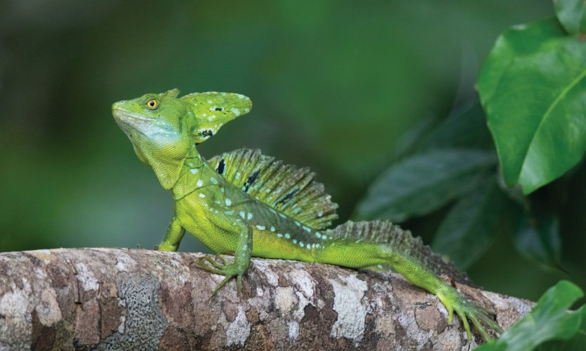 Lézard Jésus-Christ. Lézard Jésus-Christ.
