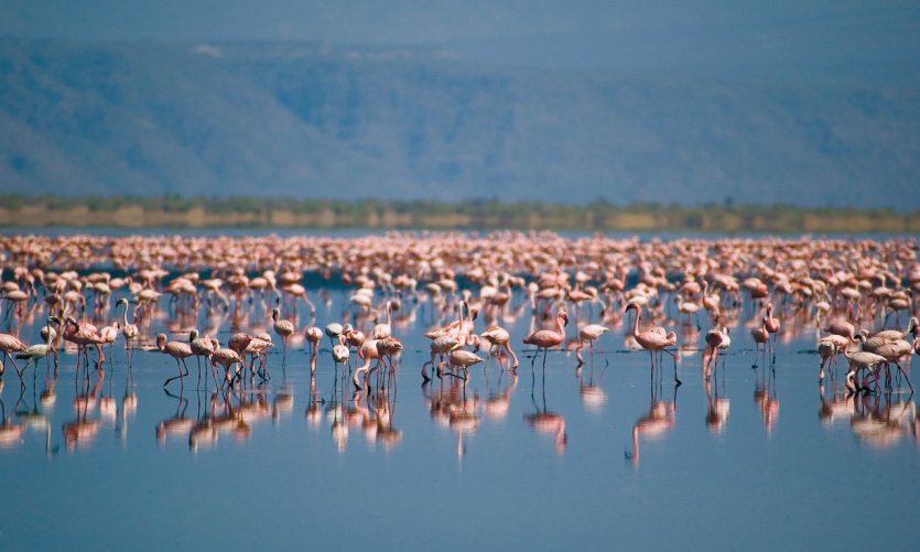 Flamants roses du lac Natron Flamants roses du lac Natron
