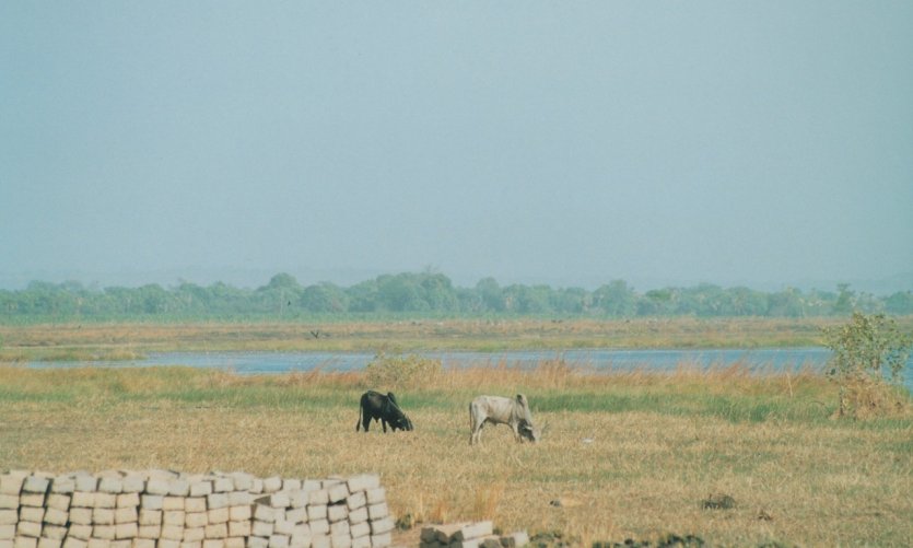 Zébus dans la région de Bala Zébus dans la région de Bala