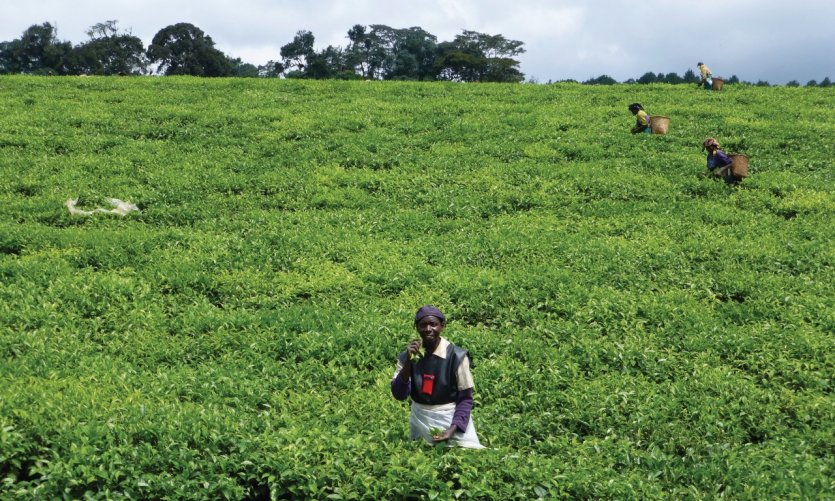 <p>Tea harvest.</p> <p>Tea harvest.</p>